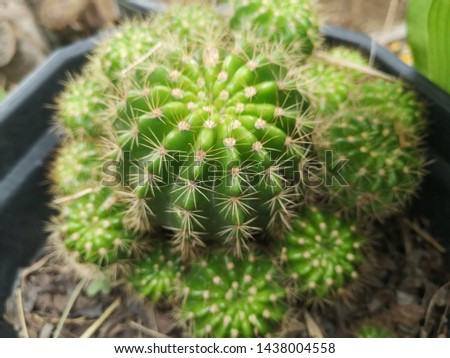 A cactus is a member of the plant family Cactaceae