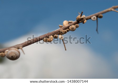 A lot of shelled snails set up on the branch on the natural clear blue sky background. Beautiful molluscs on the plant, closeup.