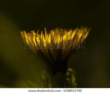 Blooming dandelion. Yellow dandelion flower. Floral pattern. Close up flower background.