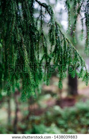 Close up image of coniferous pine branches with raindrops in the early morning. Space for text, picture for background. Russian forest, eastern europe nature, forests of Karelia