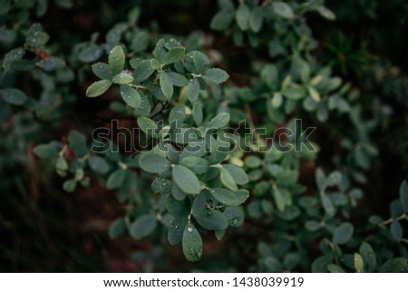 Close up image of tree branch with green leaves in the early morning. Space for text, picture for background. Russian forest, eastern europe nature, forests of Karelia