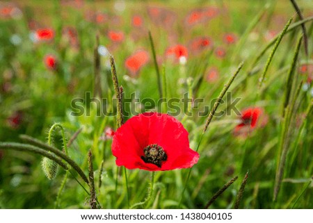 Bright red poppies. Symbol of rememberance sunday. Countryside background.