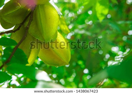 Star fruit (Averrhoa carambola) hanging on the tree. Vietnam garden Nature Background