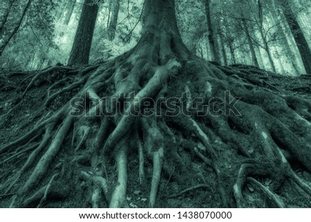 Outdoor surrealistic gigantic old tree roots, moss,underwood,foliage, monochrome green