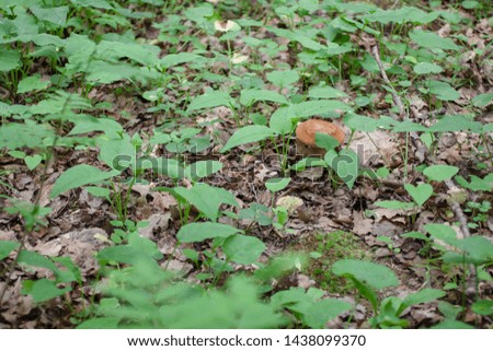 The fresh green grass with drown oak leaves and the lonely mushroom. Natural forest background