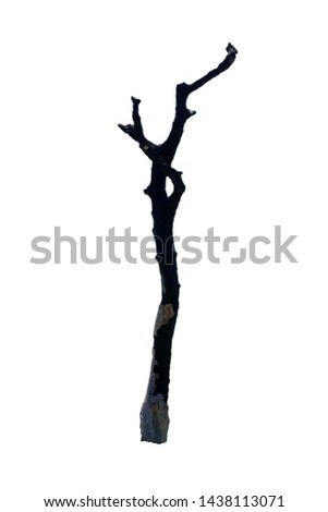 Dead tree natural in the white background