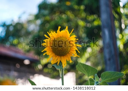 Sunflower and bokeh of light passing through the leaves
