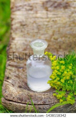 Euphorbia cyparissiasand tincture in a white bottle with a cork on the grass. A medicine bottle cypress spurge next to green plants with milk inside. Medical preparations from plants. Cook