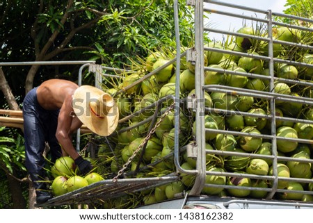 coconut fruit man harvest agriculture for privatize food Royalty-Free Stock Photo #1438162382