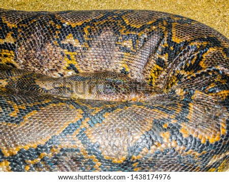 Snake Skin pattern from zoo