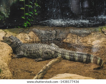 Crocodile photo relaxing at zoo
