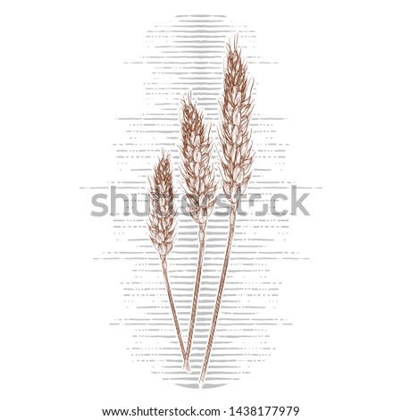vector hand drawn wheat ears sketch doodle. engraved illustration