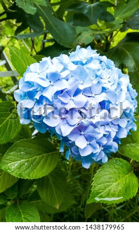 Blue hydrangea flowers with green leaves and water drops. Close up picture