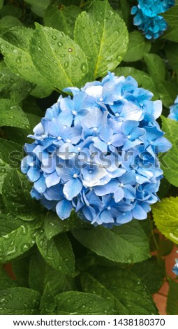 Blue hydrangea flowers with green leaves and water drops. Close up picture