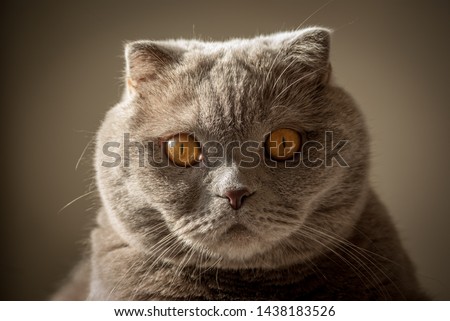 pop-eyed gray scottish fold cat on gray background