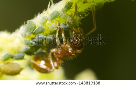Close-up of an Ant and aphids