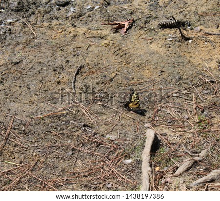 Beautiful yellow and black butterfly landed on the ground