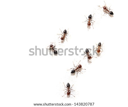 ants on a white wall Royalty-Free Stock Photo #143820787