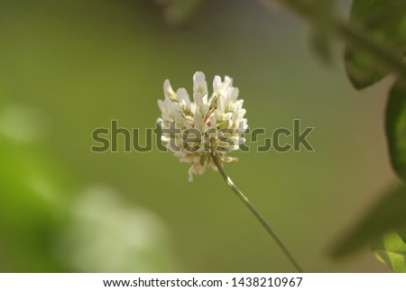 White clover flower close up