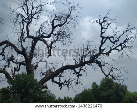 as beautiful picture of tree without leaves with sky background.