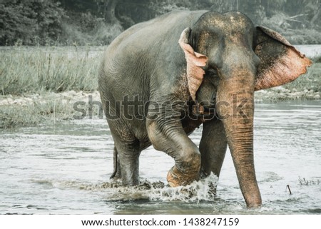 This picture shows an elephant and it was taken in Laos.
