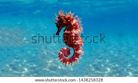 Mediterranean Seahorse - Hippocampus guttulatus Royalty-Free Stock Photo #1438258328