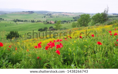 field of wild poppies (papaver, papaveraceae) and buttercups (ranunculus, ranunculeae) in front of tuscane landscape in spring, selective focus