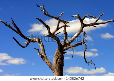Dead tree against the blue sky in Serengeti, Africa