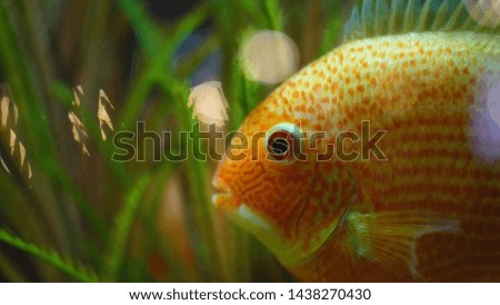 Close-up of golden fish swimming in aquarium. Frame. Tropical big goldfish with white spots swim in clean aquarium. Homemade fish for beautiful living decor