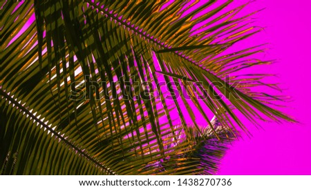 Coconut palm branches, textured background in duotone effect. Plastic pink color trend. Parallel lines and patterns in nature.