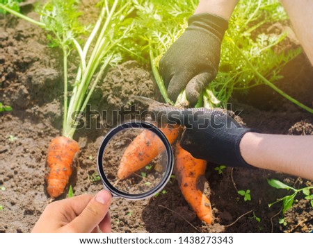 The food scientist checks the carrot for chemicals and pesticides. Growing organic vegetables. Eco-friendly products. Pomology. Agriculture and farming. GMO test. Study quality of soil and crop. Royalty-Free Stock Photo #1438273343