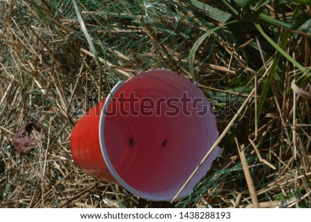 Picture of a littered cup in a field of grass, with two ants inside searching for food.