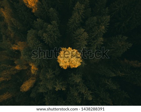 Aerial Photo of a colored forest in autumn.