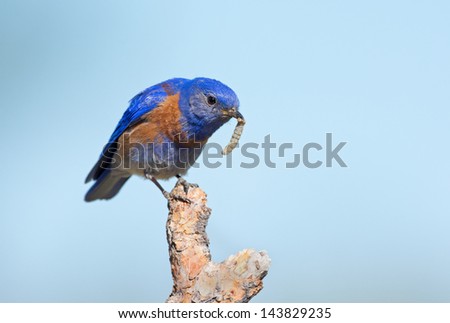 Western Bluebird - Male, with a worm in beak
