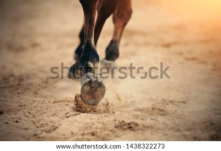 Dust under the horse's hooves. Legs of a galloping horse. Royalty-Free Stock Photo #1438322273