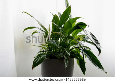 Landscape photograph of peace lily indoor plant against white background
