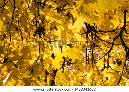 bright yellow foliage of maple in the autumn season, details of tree branches close up, illuminated by the sun light