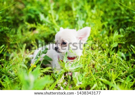 Funny puppy chihuahua walks in the green grasss in the green grass