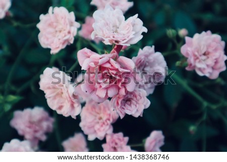 Pink wild roses blooming branch nature.