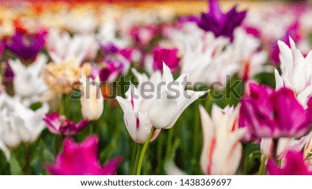 Blooming tulip fields in Netherlands, flower with blurrred colorful tulips as background. Selective focus,tulip close up