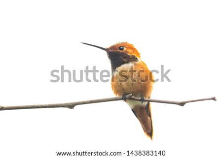 Hummingbird on a white background
