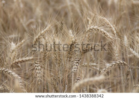 Field of wheat, Harwest of bread wheat , Triticum aestivum, Triticum monococcum