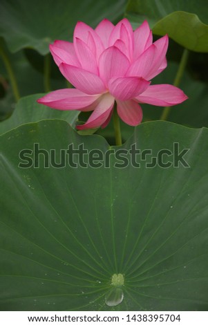 Belly navel of lotus leaf