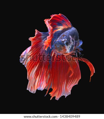Blue and Red Fighting fish spread tail-feathers, Siamese fighting fish. Betta fish, betta splendens isolated on black background