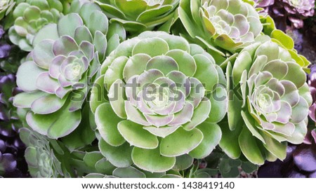 Around patterns of green cactus plants. Forever green plants. Green color.