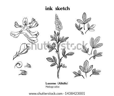 Vector set of ink drawings of alfalfa plant, with flowers, buds, whole plant, leaves and beans. Medicago sativa, lucerne, rough sketch. Medicinal and forage, hay and silage plant. Royalty-Free Stock Photo #1438423001