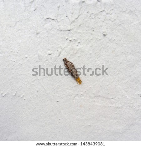 Old moth cocoon on white wall