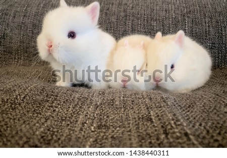 Netherland Dwarf White Baby Rabbits 