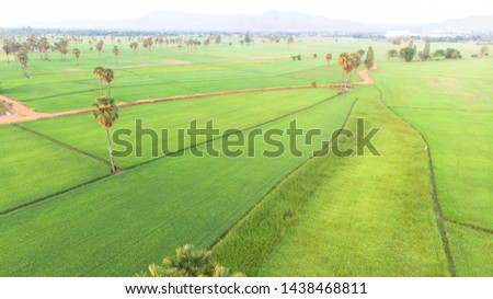 Aerial view shot from drone of paddy fields with green young sprouts in farming organic harvest with rice line in Phetchaburi, Thailand. Terraced rice field in countryside with Asian Palmyra palm tree
