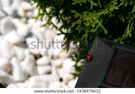 Insect, ladybug, picture with this cute creature is sure to take you to childhood , when holding a ladybug on his hand you asked to bring her bread, high-resolution picture can be set as a s